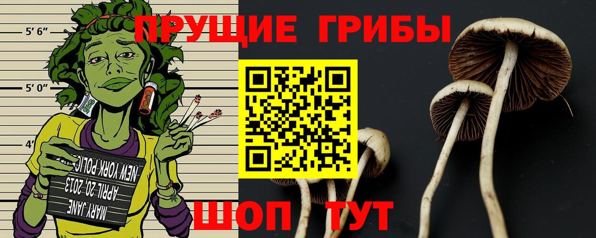 Галлюциногенные грибы Psilocybine cubensis Скопин